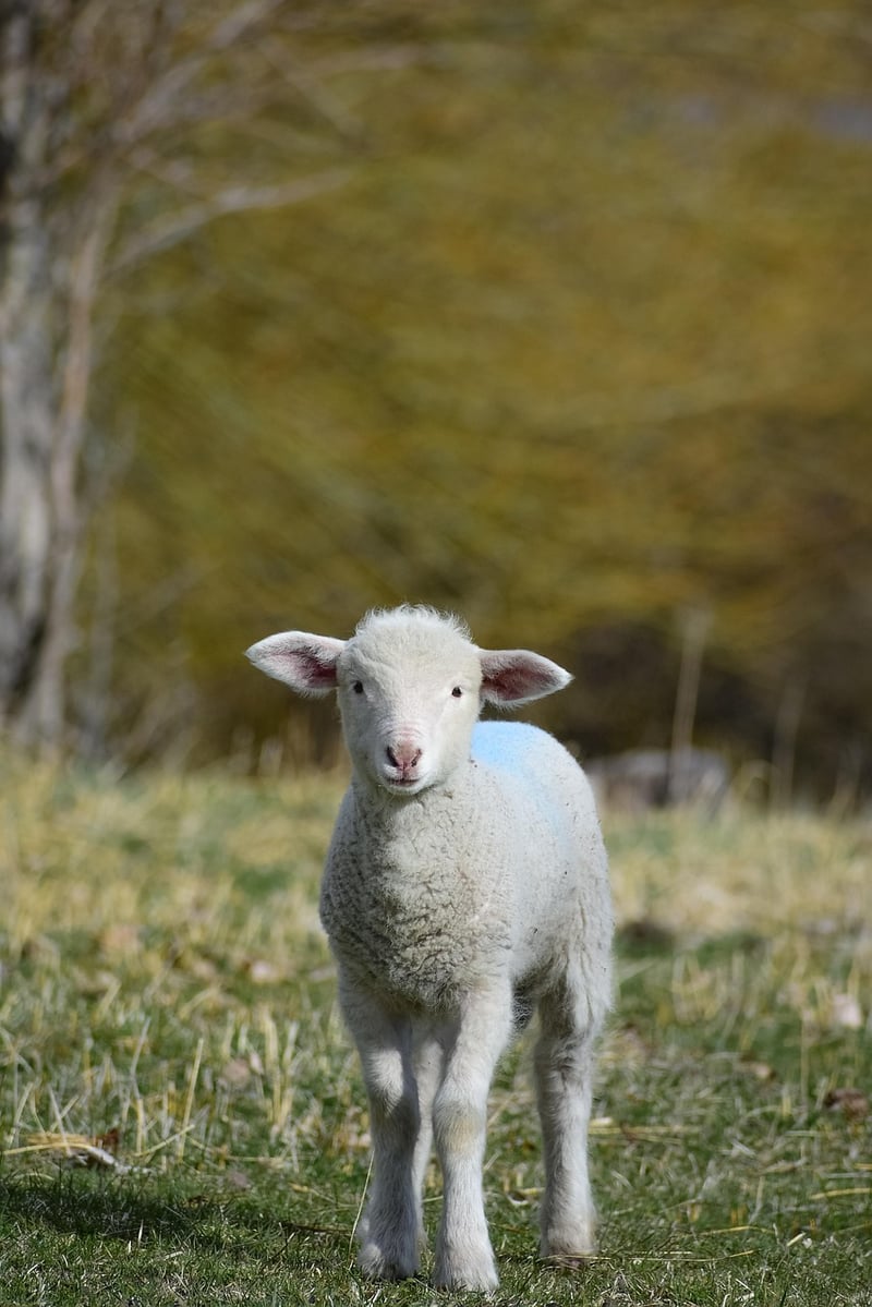 Australian-Moroccan Lamb