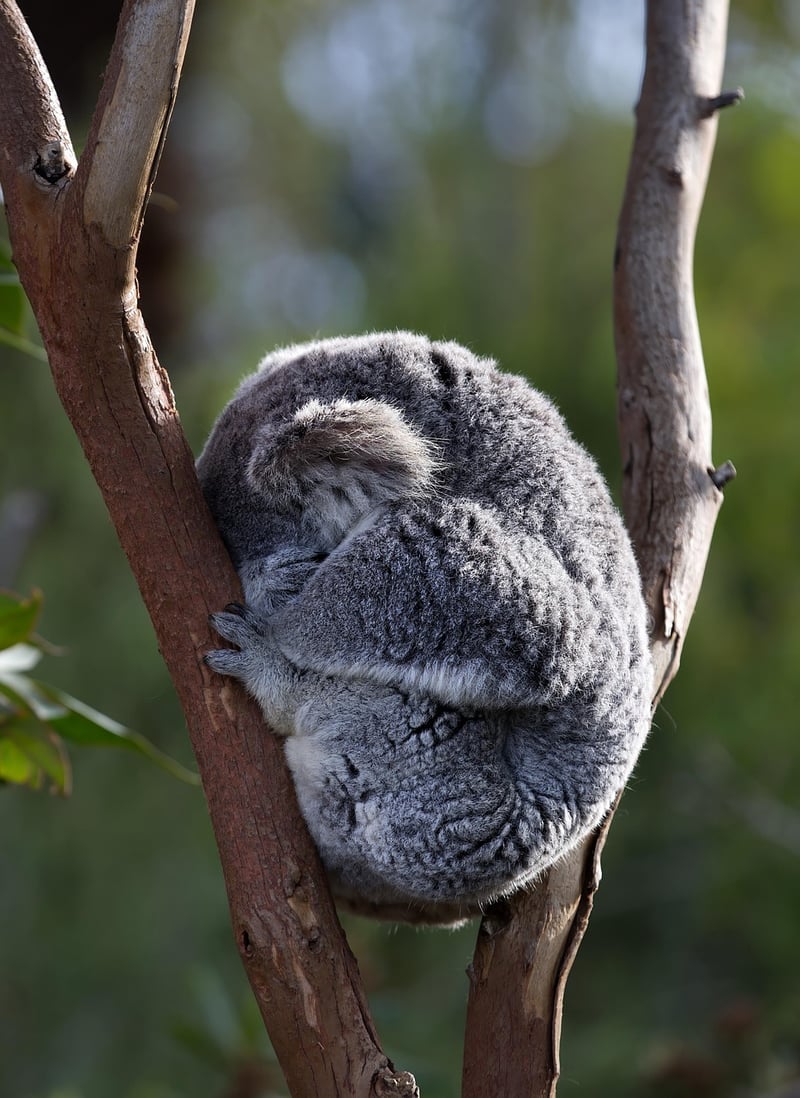 Australian Lamb